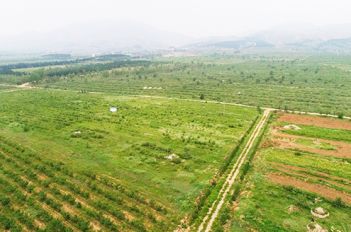玉米基地